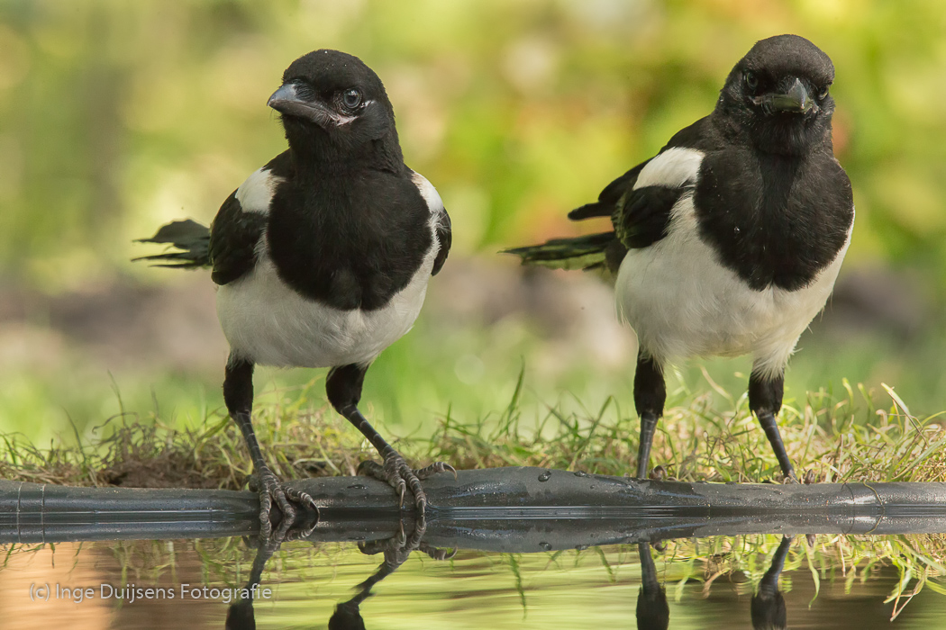 Vogels in mijn tuin Inge Duijsens Fotografie