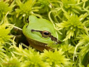 Groene kikker