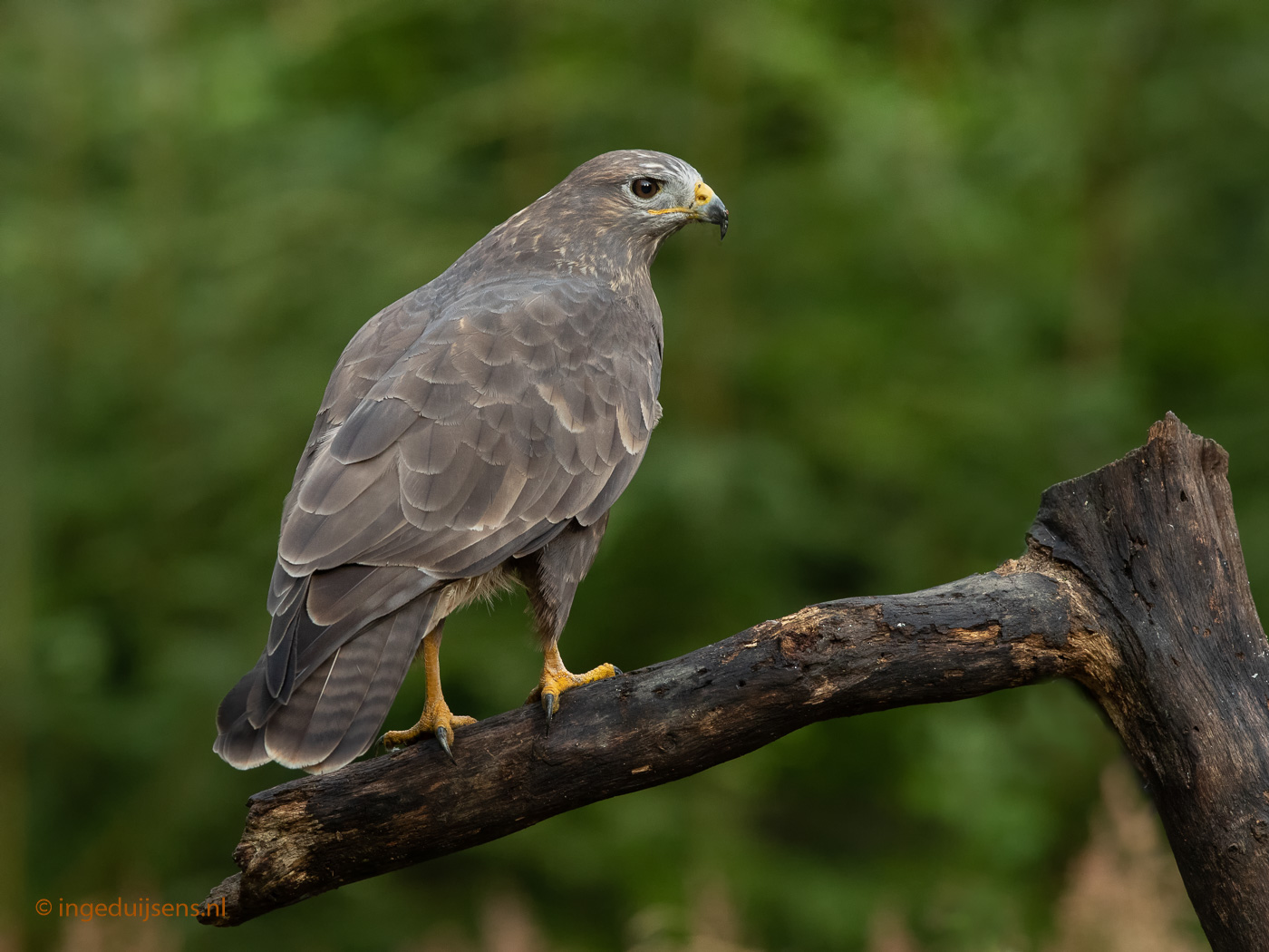 Buizerd Inge Duijsens Fotografie Buizerd Inge Duijsens Fotografie